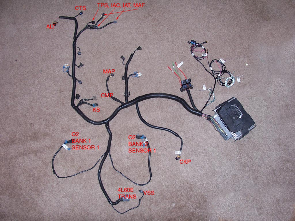 Ls1 Wiring Harness Diagram Herbalium Ls1 Wiring Harness Diagram Herbalium