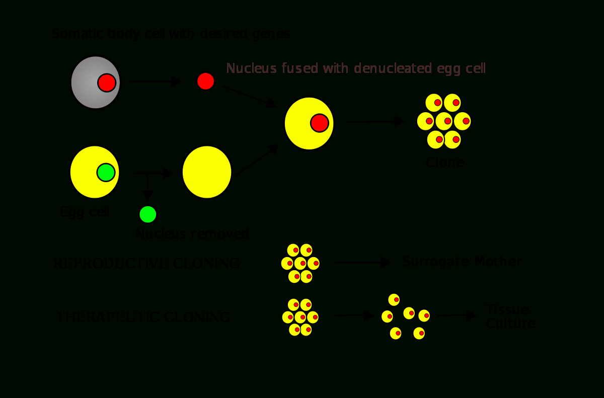 Somatic Cell Nuclear Transfer - Wikipedia - Es 335 Wiring Diagram