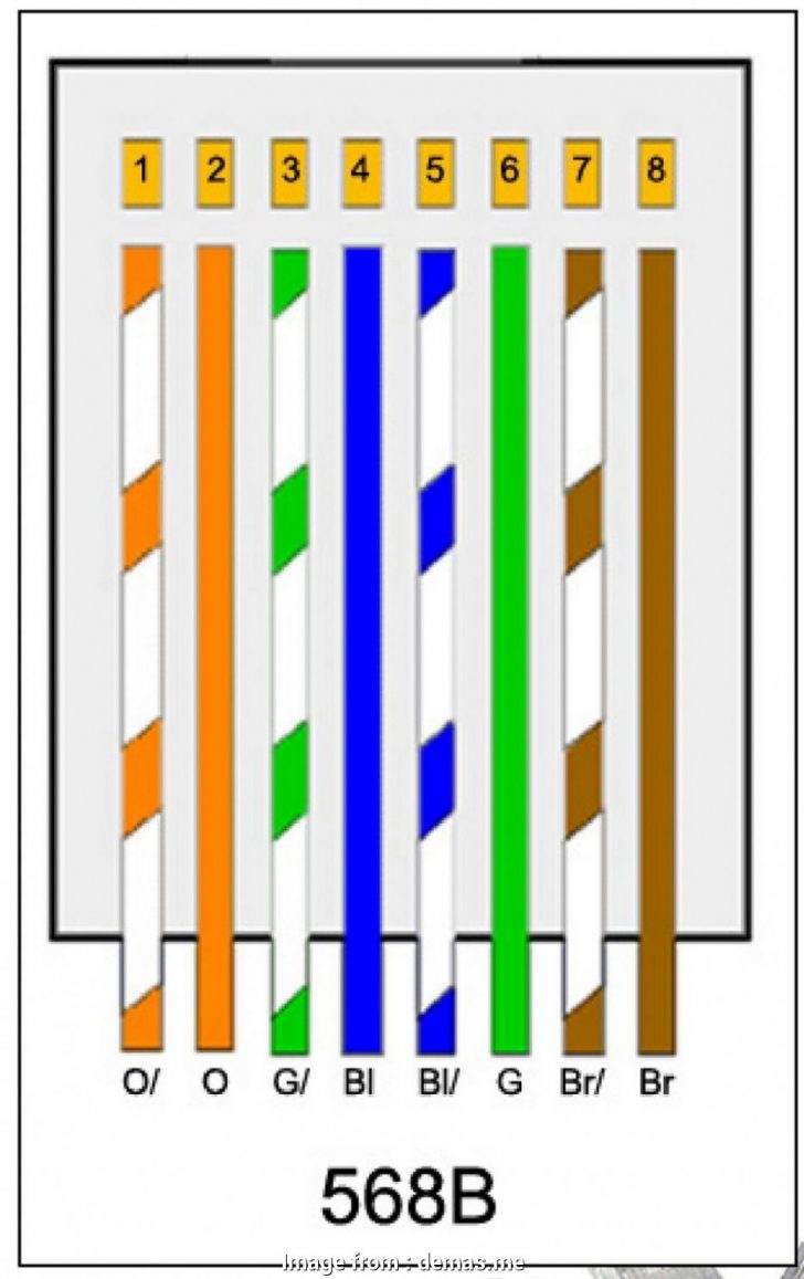 Cat Cable Wire Order